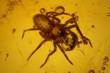 Fossil Flies (Diptera) and a Spider (Araneae) In Baltic Amber #150702-1